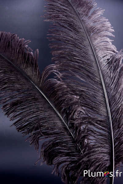 Struzzo tagliato - 50-60 cm - caffè